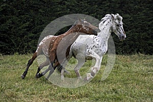 Appaloosa Horses Galloping through Meadow