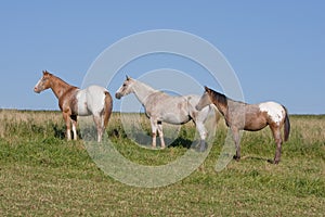 Appaloosa horses on meadow