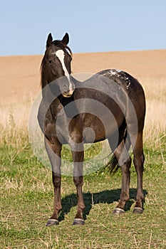 Appaloosa horses on meadow