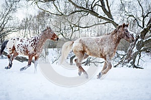 Appaloosa horses running gallop in winter forest