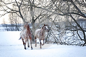 Appaloosa horses running gallop in winter forest