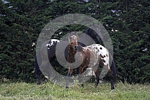 Appaloosa Horses standing in Paddock