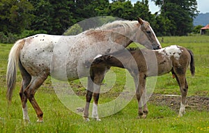 Appaloosa mare & foal photo