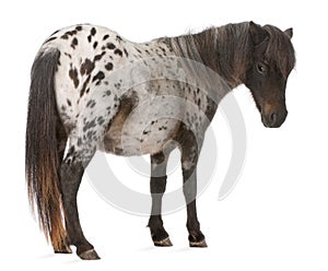 Appaloosa Miniature horse, Equus caballus