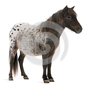 Appaloosa Miniature horse, Equus caballus, 2 years old