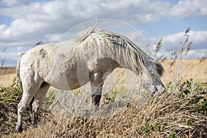 Appaloosa pony horse eating grass in the field. Blue sky with clouds.