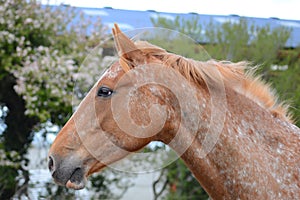 Appaloosa spotted horse portrait