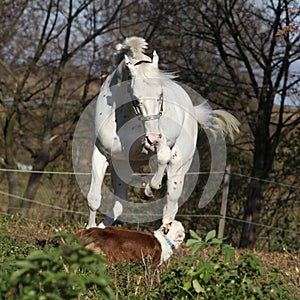 Appaloosa stallion attacking a dog