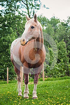 Appaloosa Stallion in Pasture