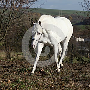 Appaloosa stallion running