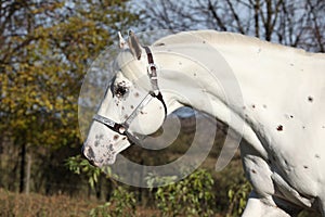 Appaloosa stallion running