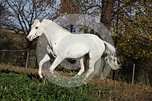 Appaloosa stallion running