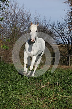 Appaloosa stallion running