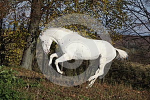 Appaloosa stallion running