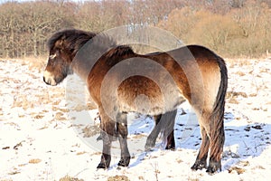 Apparently Six legged wild horse in the snow photo