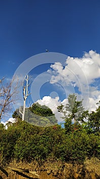 the appearance of a beautiful and bright forest