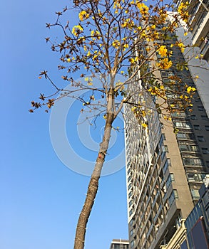 The appearance of a building with a tree full of yellow flowers