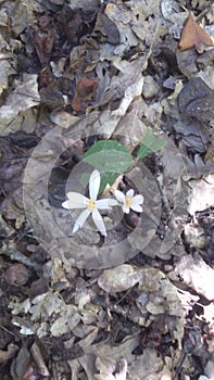 The appearance of the first flower of spring