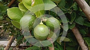 The appearance of fresh lime fruit in the tree