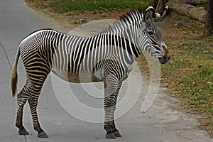 The appearance of a gallant zebra.