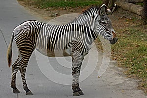 The appearance of a gallant zebra. photo