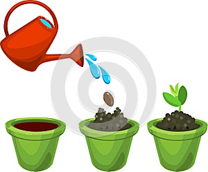 Appearance of green sprout in a flower pot after planting and watering the seed