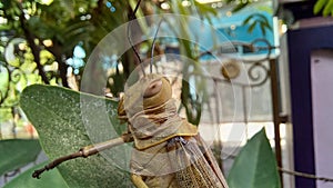 Appearance of the head antennae and top of the grasshopper