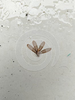 The appearance of Isoptera due to rain. photo