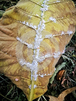 The appearance of the leaves with a mealy bug infestation.