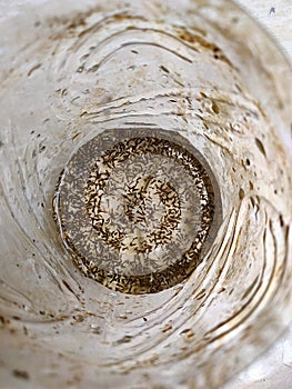 the appearance of mosquito larvae in a bottle