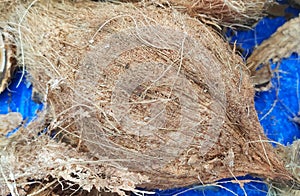 the appearance of old coconuts sold in traditional markets