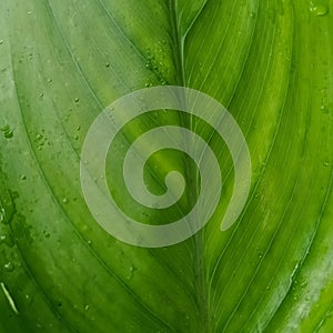Appearance of parallel leaf veins on turmeric leaves