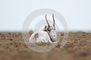 The appearance of a powerful male during the rut. Saiga tatarica is listed in the Red Book