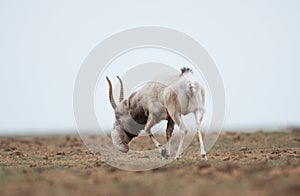 The appearance of a powerful male during the rut. Saiga tatarica is listed in the Red Book