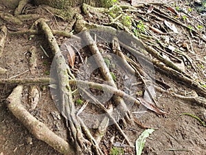 the appearance of the roots