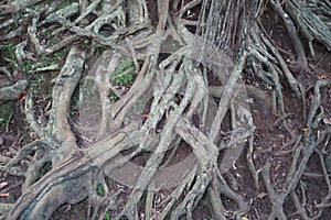 Appearance of the roots above the ground of a banyan tree