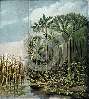 Appearance of the vegetation of a mid-Carboniferous landscape with the most important plant forms of this terrestrial period, photo