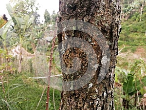 The appearance of weathered tree bark