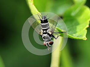 This appears to be a flesh fly & x28;Sarcophagidae family& x29; distinguished by its gray and black longitudinal stripes photo