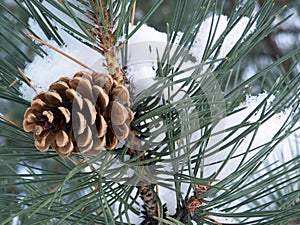 Appel-pine