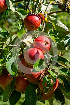 Appel tree in the garden