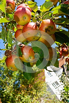 Appel tree in the garden