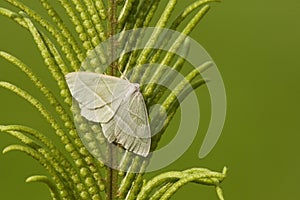 Appeltak, Light Emerald, Campaea margaritaria