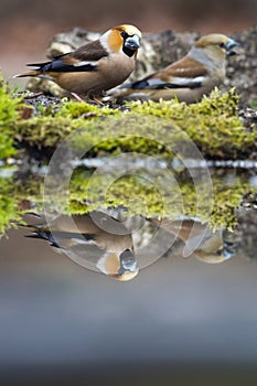 Appelvink, Hawfinch, Coccothraustes coccothraustes