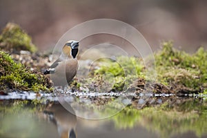 Appelvink, Hawfinch, Coccothraustes coccothraustes