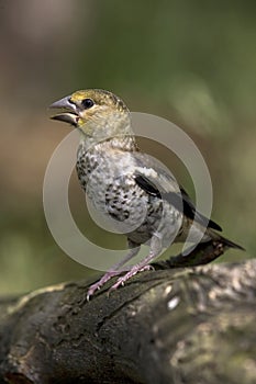 Appelvink, Hawfinch, Coccothraustes coccothraustes