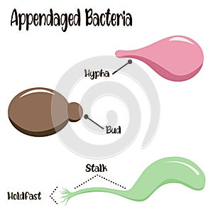 Appendaged bacteria vector diagram