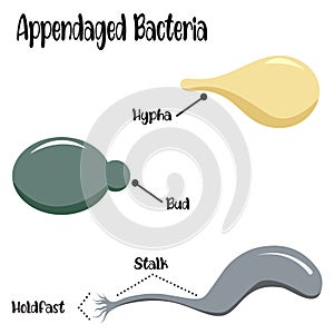 Appendaged bacteria vector diagram
