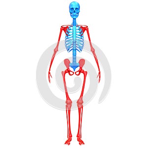 Appendicular Skeleton Bone Joints of Human Skeleton System Anatomy 3d rendering