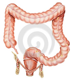 Appendix, Colon and Rectum photo